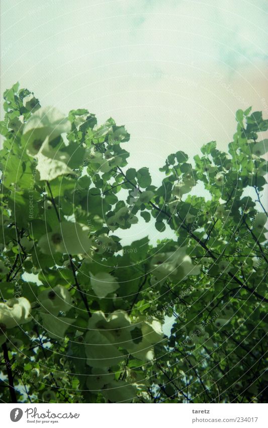 Frühling Umwelt Natur Pflanze Himmel Wolken Schönes Wetter Baum Blätterdach weiß Farbfoto Außenaufnahme Menschenleer Textfreiraum oben Tag grün
