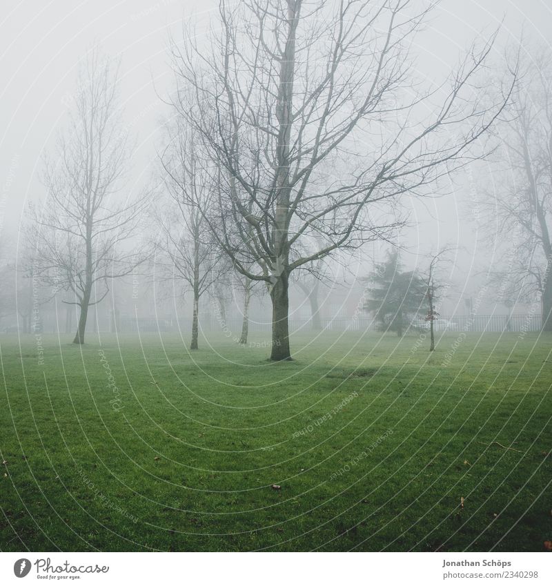 kahle Bäume im Nebel, Glasgow, Schottland ästhetisch Nebelschleier Dunst gruselig Nebelstimmung Nebellandschaft Farbfoto Außenaufnahme Menschenleer