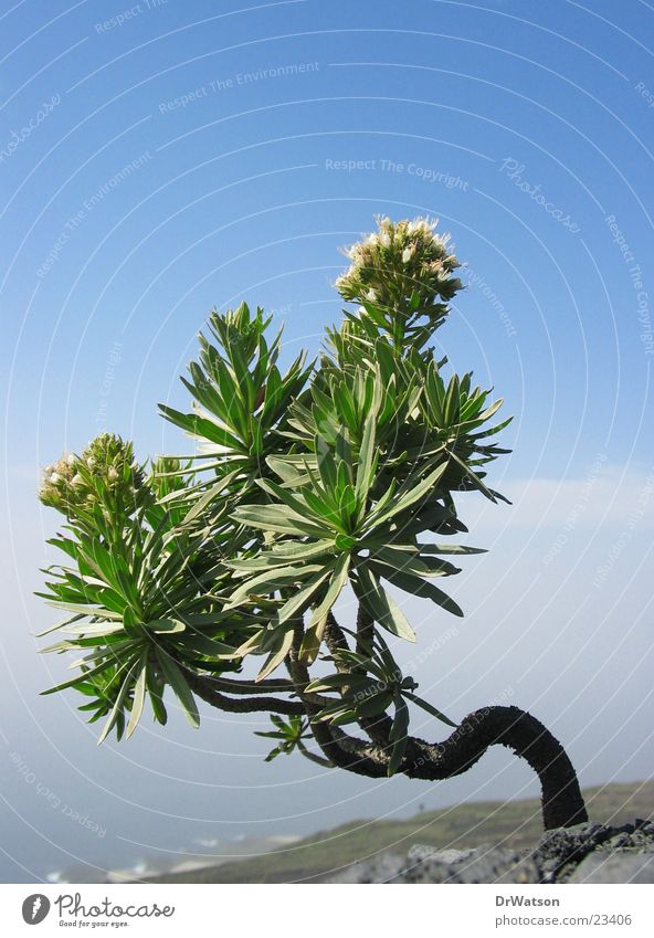 Überlebenskünstler Pflanze krumm Einsamkeit Wind Blühend karg Vulkan