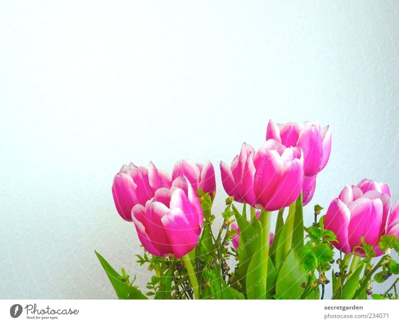 wanddekoration zum muttertag. Pflanze Frühling Blume Tulpe Blüte Grünpflanze Blumenstrauß Blühend Duft frisch schön grün rosa weiß Frühlingsgefühle Farbe