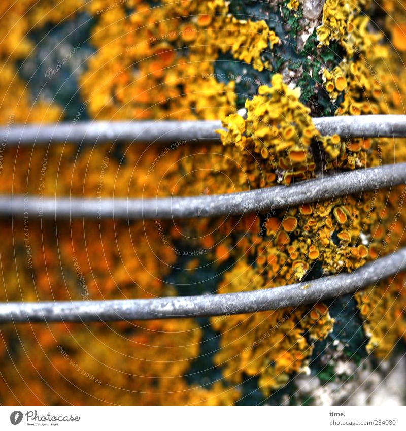 Spiekeroog | Wegelagerer Pflanze Klima Holz Metall gelb grau grün Umwelt Vergänglichkeit Wandel & Veränderung Draht Metallwaren Flechten Sporenpflanze