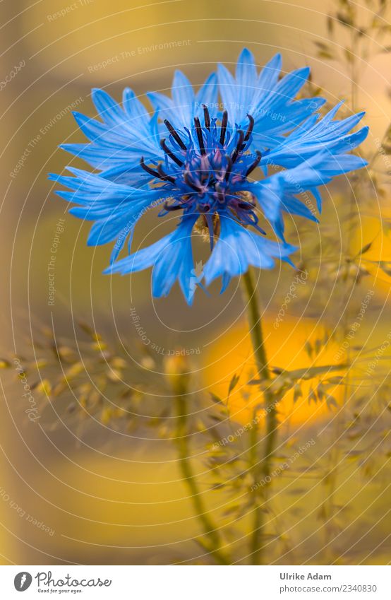 Blaue Kornblume (Cyanus segetum) mit weichem Bokeh elegant Wellness Leben harmonisch Wohlgefühl Zufriedenheit Erholung ruhig Meditation Dekoration & Verzierung