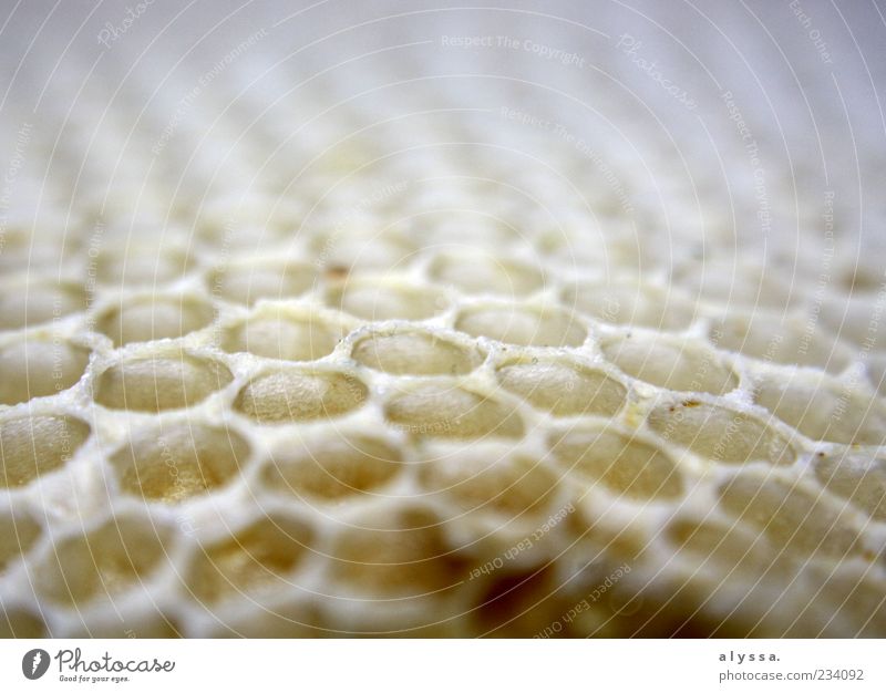 Honigwabe. Natur Wabe Wabenmuster gelb weiß Nahaufnahme Unschärfe Menschenleer Detailaufnahme