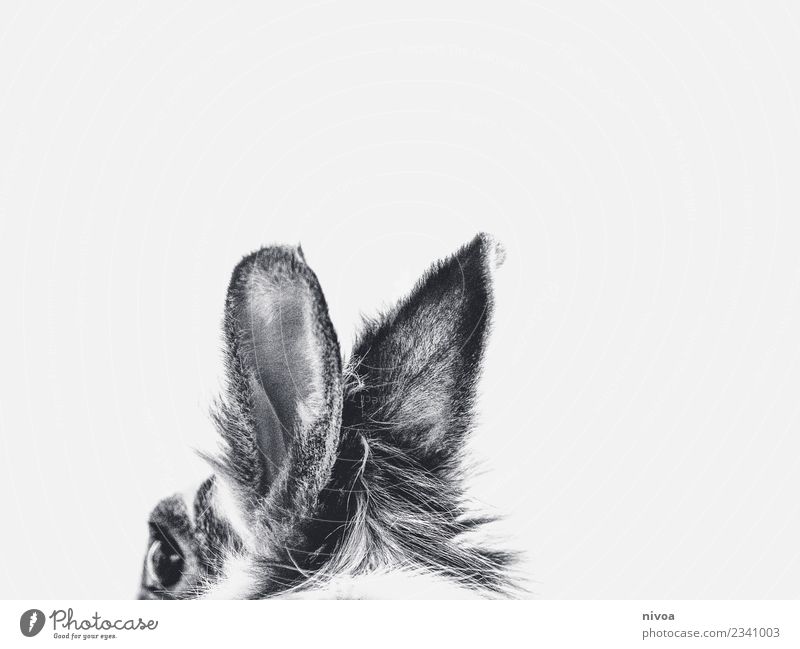 Hasenohren in schwarz weiss Umwelt Natur Tier Haustier Hase & Kaninchen Ohr 1 Fell Bewegung entdecken hören frei Freundlichkeit Fröhlichkeit frisch Gesundheit