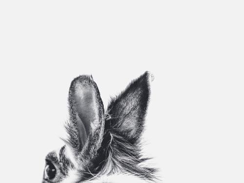 Hasenohren in schwarz weiss Umwelt Natur Tier Haustier Hase & Kaninchen Ohr 1 Fell Bewegung entdecken hören frei Freundlichkeit Fröhlichkeit frisch Gesundheit