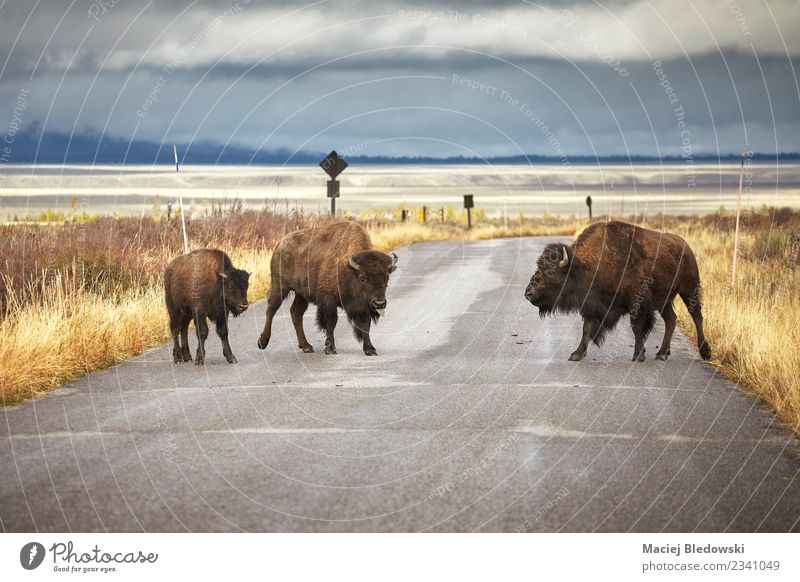 Amerikanische Bison-Familie überquert eine Straße im Grand Teton Nationalpark. Ferien & Urlaub & Reisen Tourismus Abenteuer Safari Natur Landschaft Tier