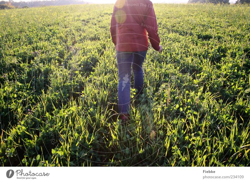 sunday 1 Mensch Natur Landschaft Sonnenlicht Schönes Wetter Gras Wiese Feld Jeanshose Jacke Bewegung gehen laufen hell Einsamkeit Freiheit Farbfoto mehrfarbig