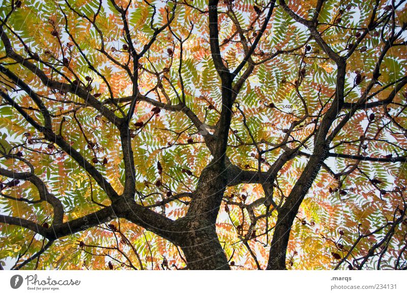 Geäst Natur Herbst Baum Ast Blatt Blätterdach verblüht mehrfarbig Netzwerk chaotisch Himmel welk Farbfoto Außenaufnahme Menschenleer Froschperspektive verzweigt