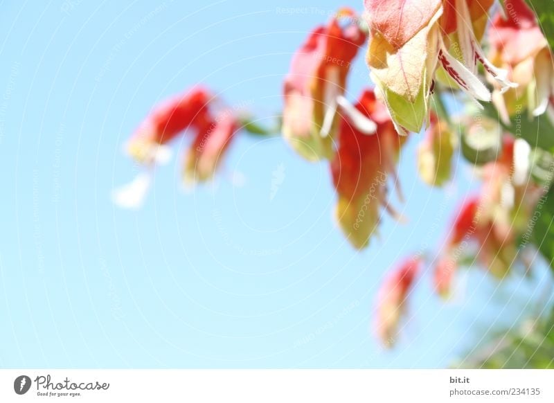 Mainau-Botanik Umwelt Natur Pflanze Luft Wolkenloser Himmel Frühling Sommer Klima Schönes Wetter Sträucher Blatt Blüte exotisch Blühend Duft hängen leuchten