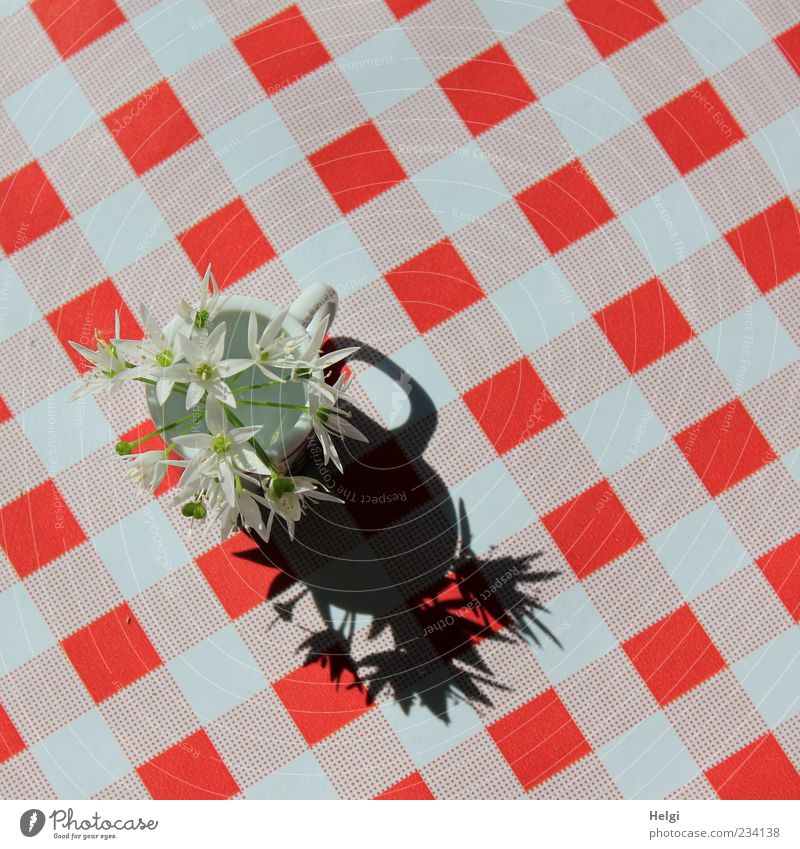 Blümchen... Tisch Pflanze Blume Wildpflanze Vase kariert Kunststoff Blühend ästhetisch einfach Freundlichkeit frisch schön rot schwarz weiß Design einzigartig