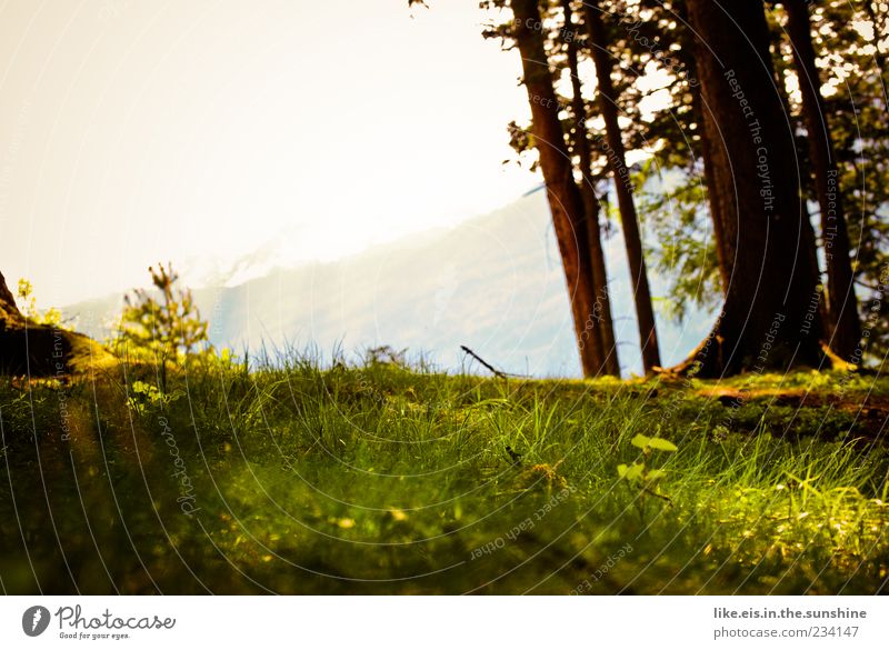 der perfekte platz für ein picknick Sinnesorgane Erholung ruhig Duft Sommer Berge u. Gebirge Umwelt Natur Landschaft Pflanze Horizont Frühling Schönes Wetter