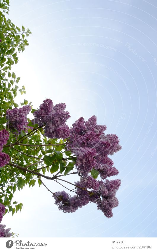 Flieder Natur Pflanze Himmel Wolkenloser Himmel Frühling Schönes Wetter Baum Sträucher Blatt Blüte Blühend Duft Wachstum violett Fliederbusch Blütenknospen