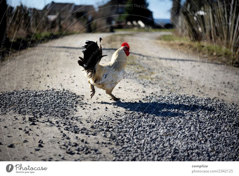 Ein Hahn läuft über den Weg Lebensmittel Suppe Eintopf Hähnchen Ernährung Picknick Bioprodukte Diät Asiatische Küche Gesundheit Gesunde Ernährung