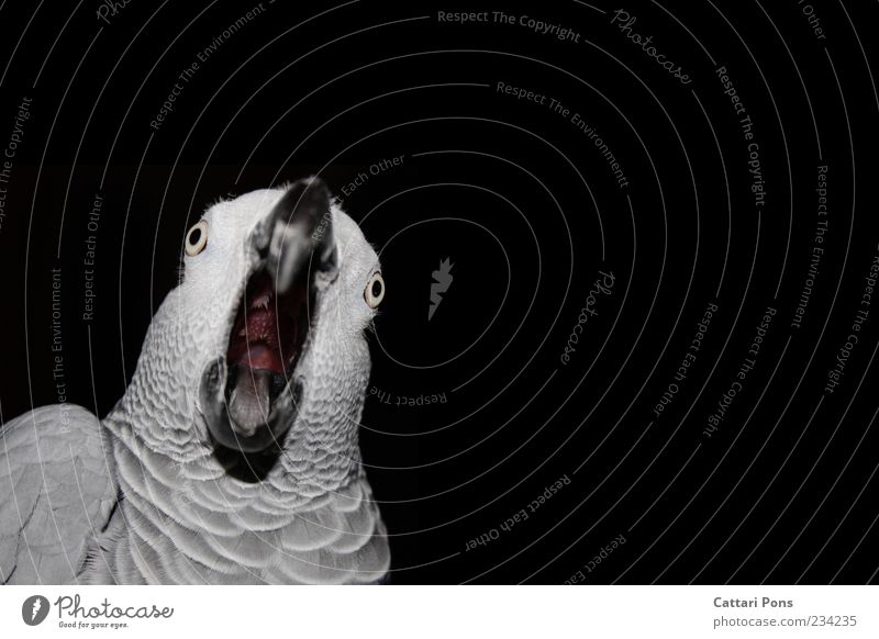 WTF?! Tier Haustier Vogel Tiergesicht Feder Papageienvogel Schnabel Zunge Rachen 1 beobachten Bewegung sprechen Kommunizieren schreien exotisch einzigartig nah
