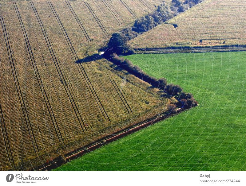 zack, zack Landschaft Erde Herbst Maisfeld Feld Zeichen Pfeil außergewöhnlich natürlich braun gelb grün Wandel & Veränderung Luftaufnahme Menschenleer