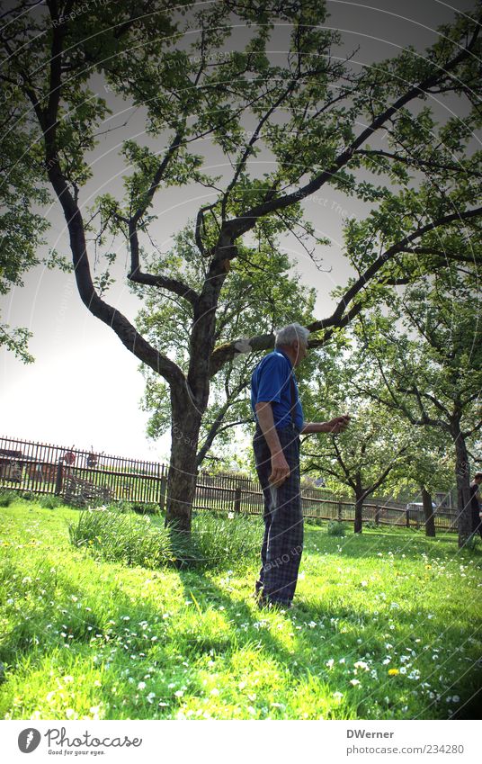 Großeltern Garten Handwerker Gartenarbeit Mensch maskulin 1 60 und älter Senior Landschaft Pflanze Frühling Schönes Wetter Baum Gras Nutzpflanze Wiese stehen