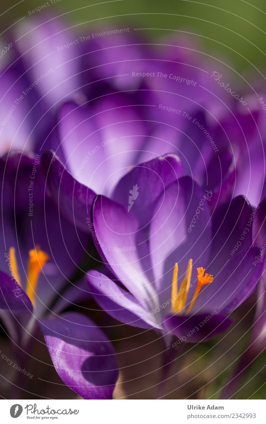 Lila Krokusse (Crocus) im Detail Ostern Natur Pflanze Frühling Blume Blüte Garten Park Blühend schön violett Frühlingsgefühle Vorfreude zart Blütenstempel