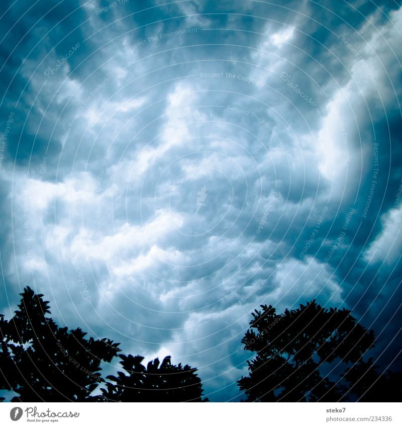 Wasserhimmel Himmel Gewitterwolken Sommer schlechtes Wetter Unwetter Sturm Baum bedrohlich blau grau Angst Unglaube chaotisch Wandel & Veränderung Silhouette