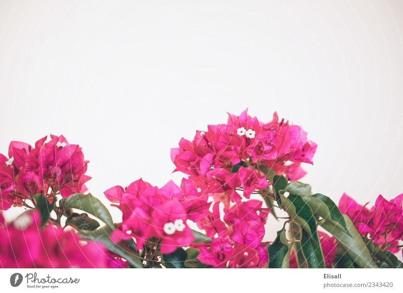 Rosa Bougainvilleas auf weißem Hintergrund Natur Pflanze Blume Blüte Garten rosa Fuchsie Textfreiraum Frühling Farbfoto Außenaufnahme Menschenleer