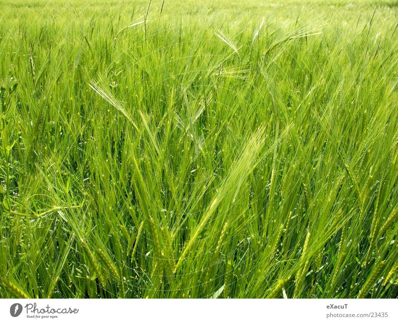 Gerstenfeld Feld Pflanze grün Gras Natur Getreide drausen Amerika