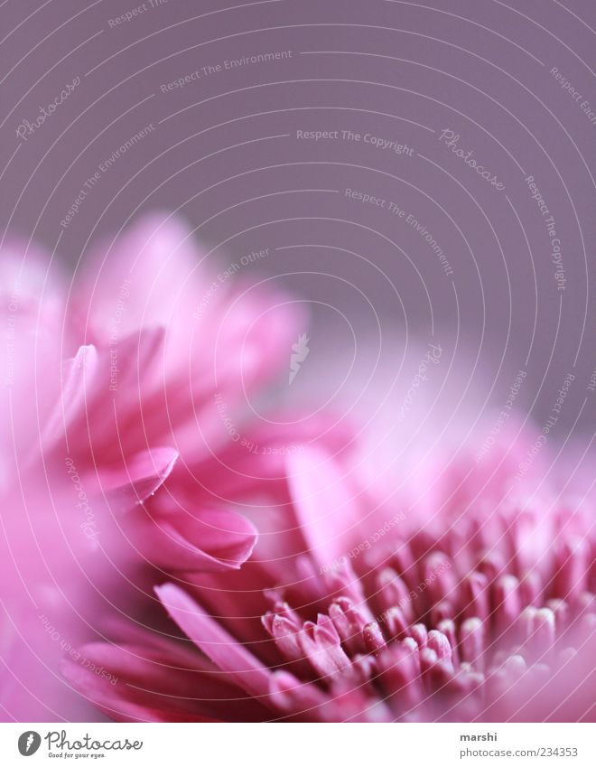 mein Frühling ist pink Natur Pflanze Blume violett rosa Blüte Blütenblatt Blütenstempel Unschärfe Detailaufnahme Makroaufnahme Frühlingsgefühle Frühlingsblume
