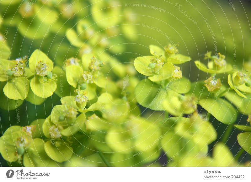 GrünKraut. Umwelt Natur Pflanze gelb grün Farbfoto Außenaufnahme Menschenleer Unschärfe Blüte Blatt zartes Grün Froschperspektive frisch Textfreiraum oben