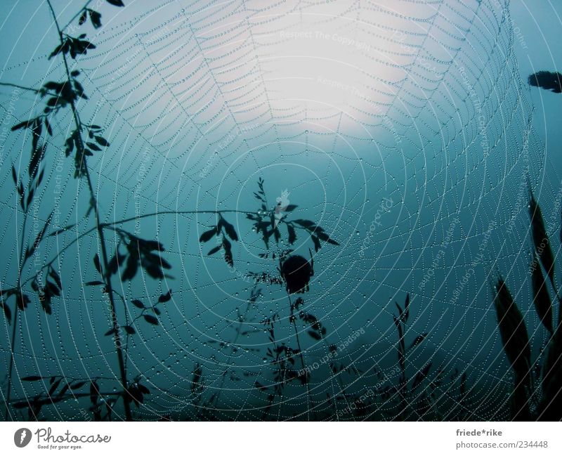 ...ins Netz gegangen Tier Wildtier Spinne 1 Natur Netzwerk blau Tau nass feucht Wassertropfen groß Mitte Spinnennetz Menschenleer Spanien Jakobsweg
