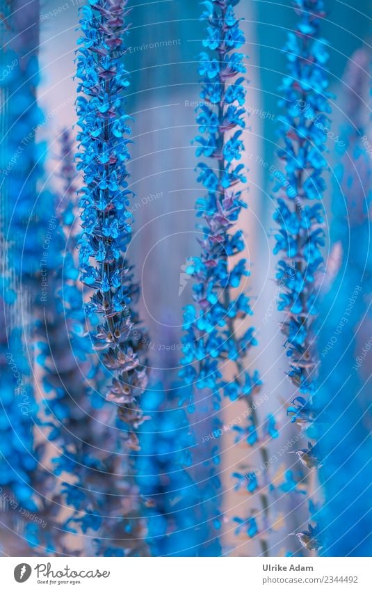 Blaue Blüten des Ziersalbei Kräuter & Gewürze elegant Design schön Alternativmedizin Wellness Leben harmonisch Poster Natur Pflanze Sommer Salbei Salbeiblüten