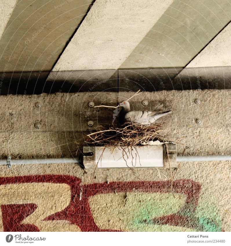 Urban Artist Tier Wildtier Vogel Taube 1 bauen stehen nerdig rebellisch Nestbau Lampe Zweige u. Äste Wand Graffiti Unterführung gestreift Schwarzweißfoto