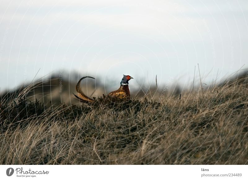 Spiekeroog | Gockel Umwelt Natur Landschaft Pflanze Himmel Gras Tier Wildtier Vogel Fasan 1 beobachten ästhetisch stolzieren aufrechter Gang gekrümmt Revier