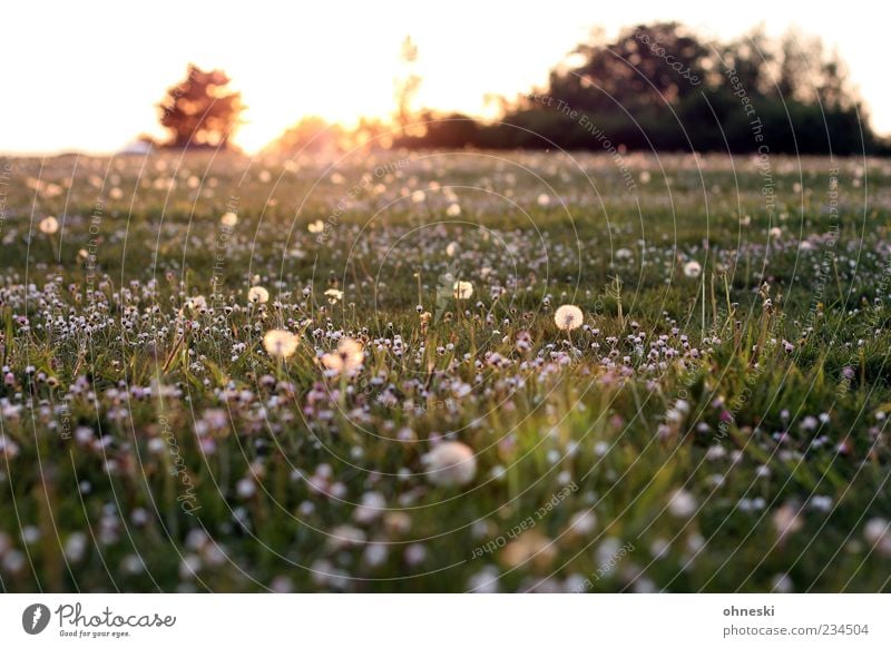 Good Morning Natur Pflanze Horizont Sonne Sonnenaufgang Sonnenuntergang Sonnenlicht Frühling Schönes Wetter Blume Gras Blüte Park Wiese grün Frühlingsgefühle