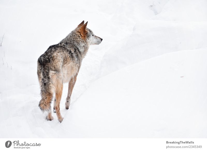 Rückansicht des Wolfes auf weißem Schnee Natur Tier Winter Wildtier Zoo 1 wild Wachsamkeit beobachten Tierwelt grau Farbfoto Menschenleer Textfreiraum rechts