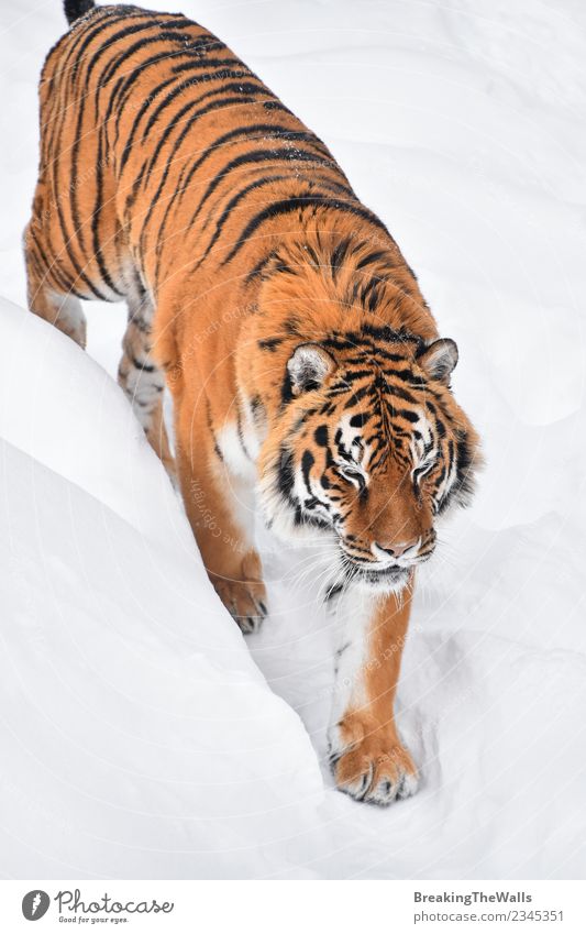 Hochwinkelansicht des Tigers beim Gehen auf Schnee Natur Tier Winter Wildtier Zoo Amur-Tiger sibirischer Tiger Raubkatze Katze Säugetier Fleischfresser 1 wild