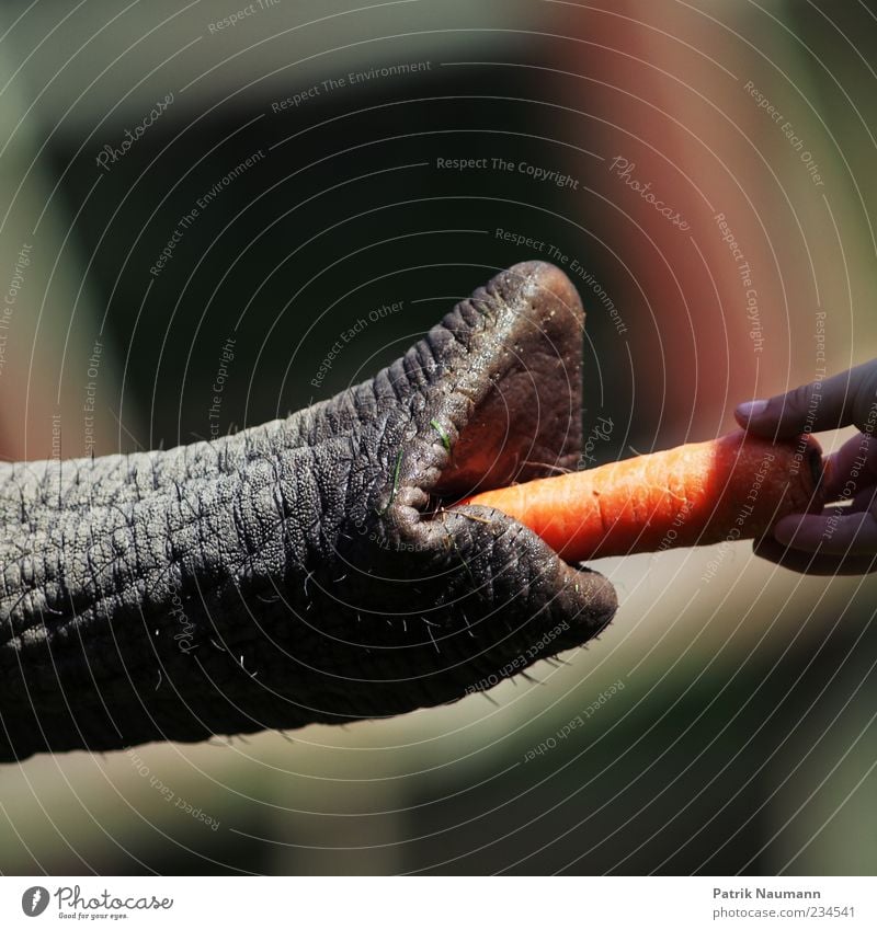 Ein kleines Geschenk (100) Möhre Hand Finger Elefant Rüssel Fressen füttern außergewöhnlich nah Vertrauen Tierliebe Nahaufnahme Schwache Tiefenschärfe