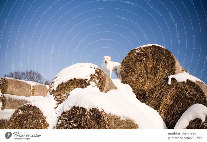 ALTES WINTERBILD II Umwelt Natur Tier Himmel Wolkenloser Himmel Schönes Wetter Schnee Haustier Hund 1 stehen kalt Strohballen weiß Freiheit Tarnung