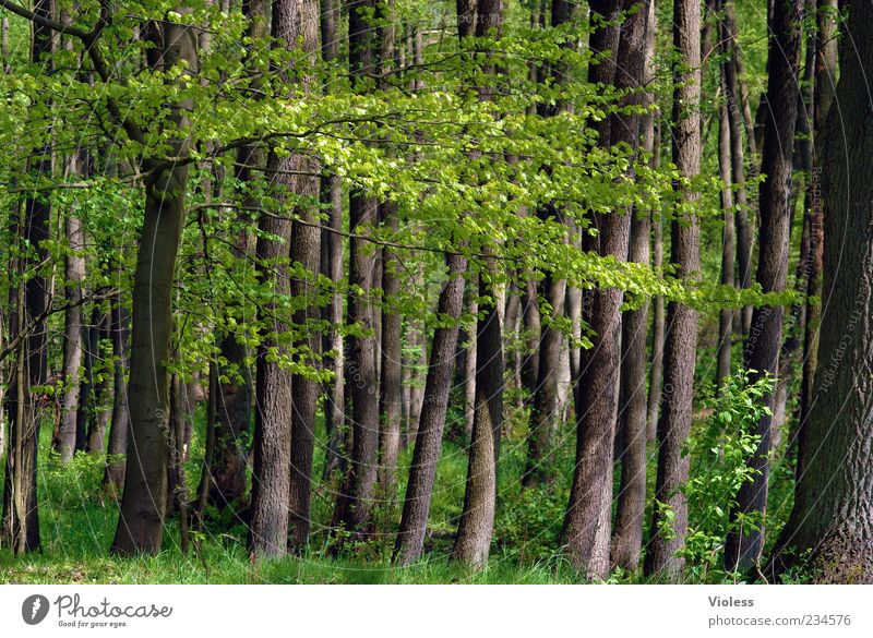 Waldgeflüster Umwelt Natur Pflanze Frühling Baum braun grün Blatt Baumstamm Baumrinde Farbfoto Außenaufnahme Menschenleer Tag Zweige u. Äste Sonnenstrahlen Gras