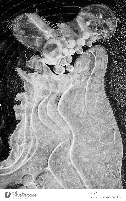 Medusa Urelemente Wasser Winter Eis Frost Qualle authentisch fest kalt klein nah natürlich verrückt Leben bizarr einzigartig elegant Wellenlinie Kugel Luftblase