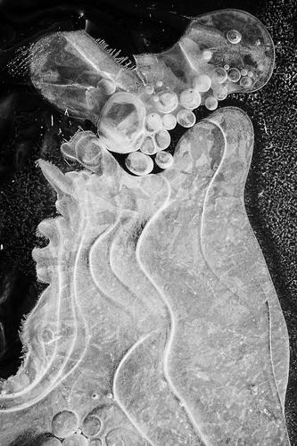 Medusa Urelemente Wasser Winter Eis Frost Qualle authentisch fest kalt klein nah natürlich verrückt Leben bizarr einzigartig elegant Wellenlinie Kugel Luftblase