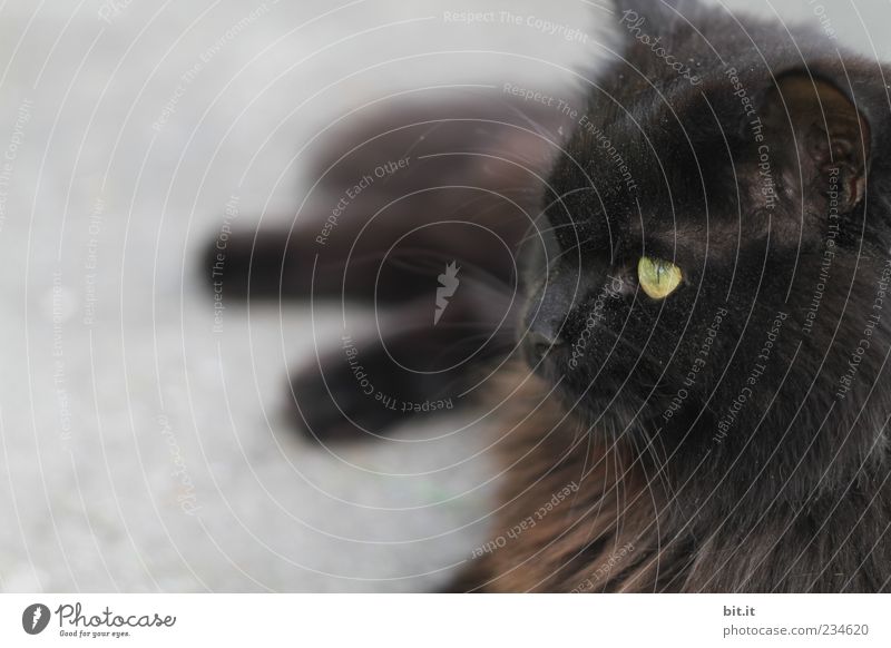 das wär dann mal.... Tier Haustier Katze Tiergesicht Fell 1 beobachten Erholung liegen exotisch schwarz Angorakatze langhaarig Auge Katzenauge Katzenkopf
