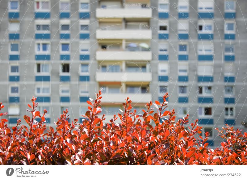 Vorgarten Lifestyle Wohnung Pflanze Blatt Architektur Mehrfamilienhaus Fassade Balkon Fenster Stadt trist Farbfoto Außenaufnahme Menschenleer Tag
