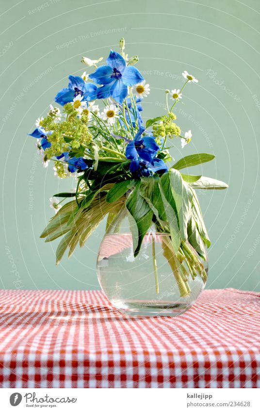 vom wegesrand Lifestyle Stil Design Tisch Pflanze Blume Blatt Blüte Wildpflanze Feld ästhetisch schön kariert rot weiß grün Kornblume Gänseblümchen Vase Wasser