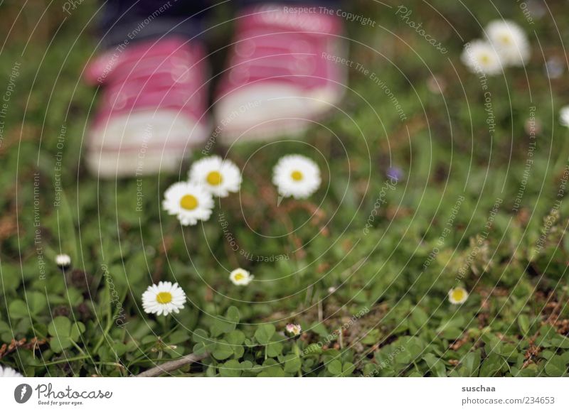 soll ich oder soll ich sie nich ... Natur Pflanze Frühling Sommer Gras Blüte Wiese stehen grün rosa Blume Gänseblümchen Fuß Turnschuh Außenaufnahme Tag