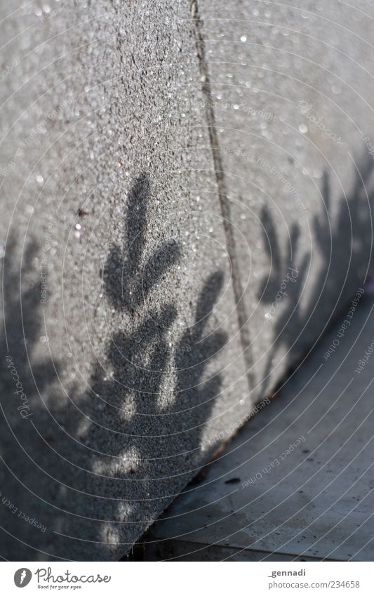 Betonwald Pflanze Blatt modern grau Natur natürlich Schattenspiel Asphalt Silhouette Strukturen & Formen Lichtspiel Außenaufnahme Detailaufnahme Menschenleer