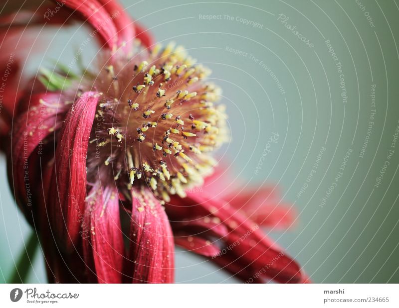 alles hat ein Ende... Natur Pflanze Blüte rot verblüht Blütenblatt Samen Pollen vergangen gelb Botanik Gerbera Farbfoto Innenaufnahme Nahaufnahme Detailaufnahme