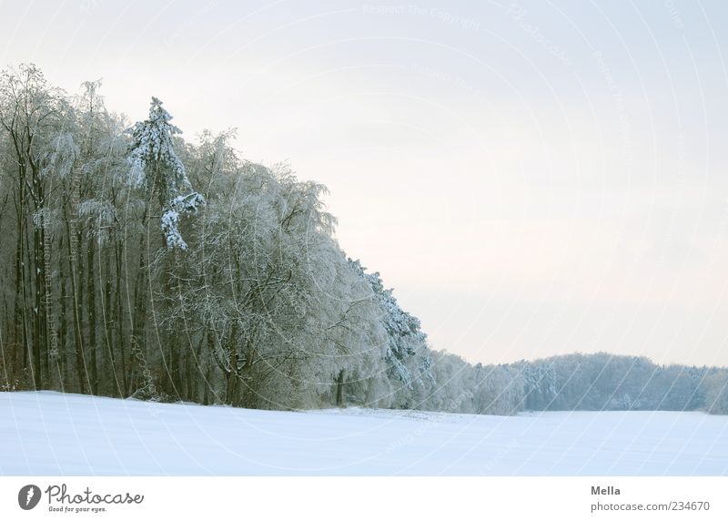 Eiszeit Umwelt Natur Landschaft Winter Klima Schnee Baum Feld Wald hell kalt natürlich Farbfoto Außenaufnahme Menschenleer Textfreiraum rechts Textfreiraum oben