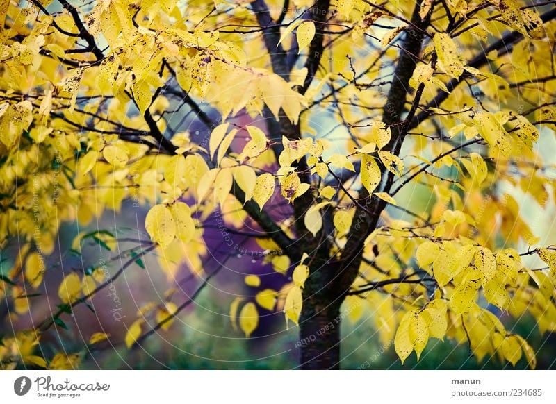 Herbstbaumfoto Natur Baum Blatt Herbstlaub Herbstfärbung Herbstbeginn herbstlich authentisch schön Farbfoto Außenaufnahme Menschenleer Tag Kontrast