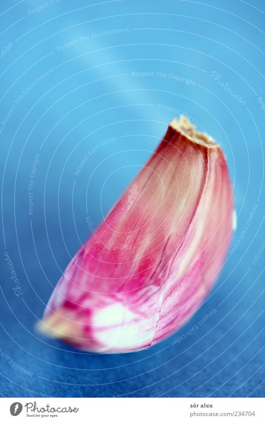 Knoblauchzehe Lebensmittel Kräuter & Gewürze Ernährung Duft lecker rosa weiß Gesundheit Bioprodukte Vegetarische Ernährung geschmackvoll stinkend Heilpflanzen