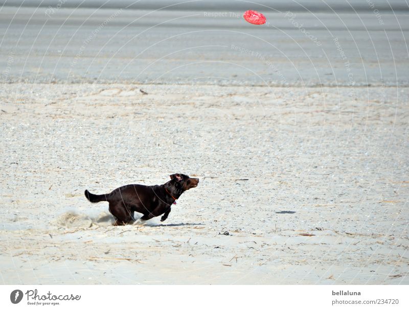 Spiekeroog | Extremsport :-D Haustier Hund Spielen Strand Meer Frisbee Farbfoto Gedeckte Farben Außenaufnahme Tag apportieren rennen Bewegung Sandstrand