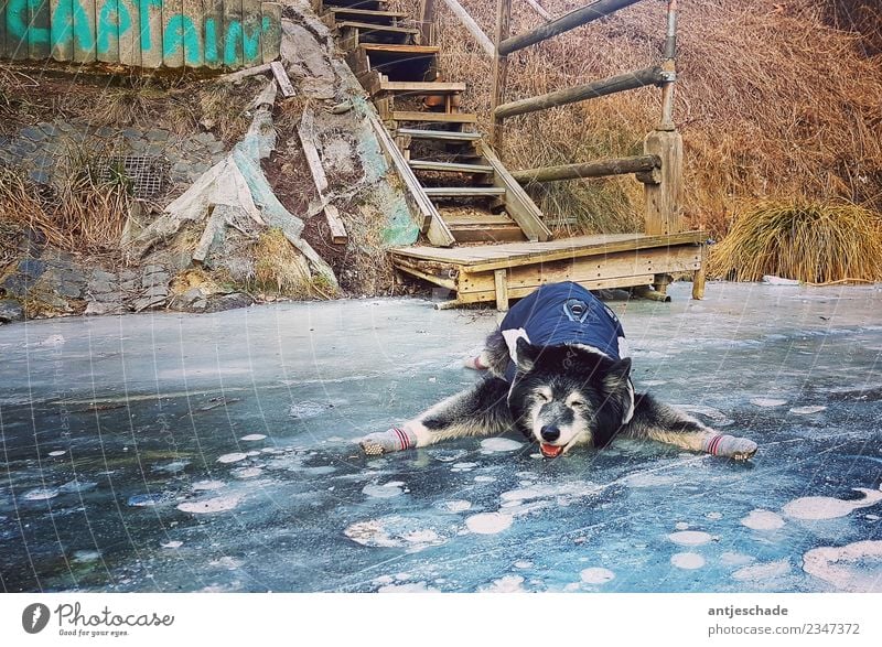 Kappi on ice Hund 1 Tier blau Missgeschick ausrutschen lustig Winter Rutschgefahr Farbfoto Außenaufnahme Menschenleer Tag Starke Tiefenschärfe Tierporträt
