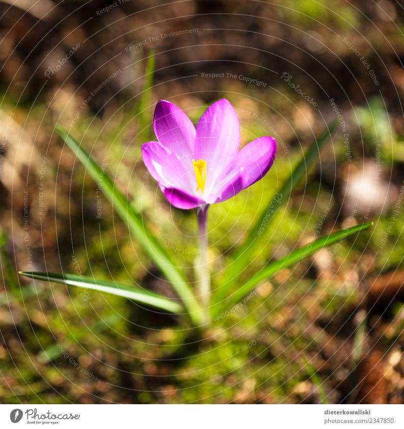 Frühling Umwelt Natur Landschaft Pflanze schön Frühlingsgefühle Krokusse violett Farbfoto Außenaufnahme Tag Unschärfe Schwache Tiefenschärfe